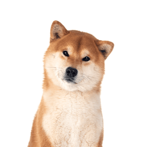 Petland Miami Shiba Inu