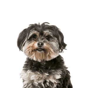 Petland Miami Shih Poo