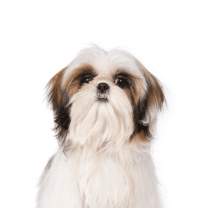 Petland Miami Shih Tzu