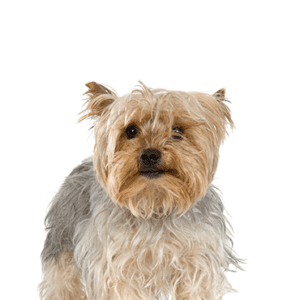 Petland Miami Silky Terrier