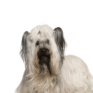 Petland Miami Skye Terrier