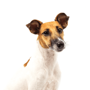Petland Miami Smooth Fox Terrier