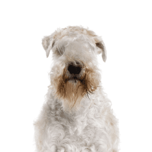 Petland Miami Soft Coated Wheaten Terrier