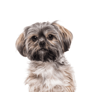 Petland Miami Teddy Bear