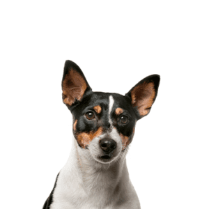 Petland Miami Toy Fox Terrier