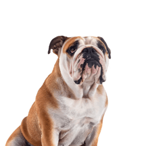 Petland Miami Victorian Bulldog