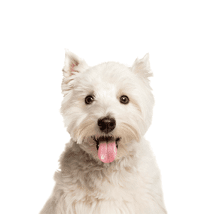 Petland Miami West Highland Terrier