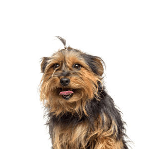 Petland Miami Yorkie-Chon