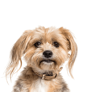 Petland Miami Yorkiepoo