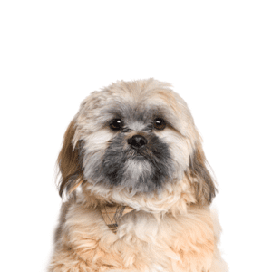 Petland Miami Cavachon