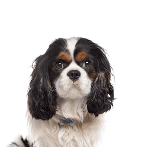 Petland Miami Cavalier King Charles Spaniel