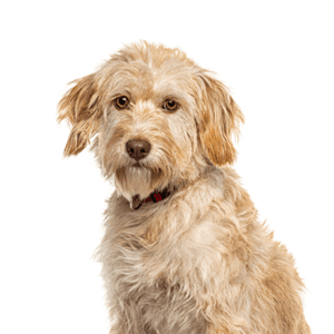 Petland Miami Labradoodle