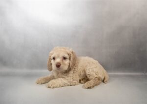 [#N01738]  - Buff M Cocker Spaniel Puppies For Sale