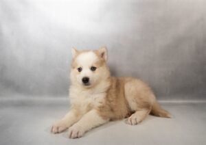 [#N02239]  - Red and White M Pomski Puppies For Sale