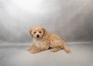 [#N02323]  - Apricot F Bichon Poo Puppies For Sale