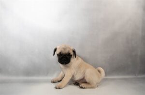 [#N02865]  - Fawn M Pug Puppies For Sale