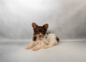 [#N02914]  - Chocolate and Tan M Yorkshire Terrier Puppies For Sale