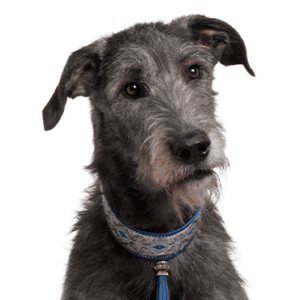 Petland Miami Scottish Deerhound
