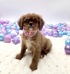 Petland Miami Cavalier King Charles Spaniel puppy available