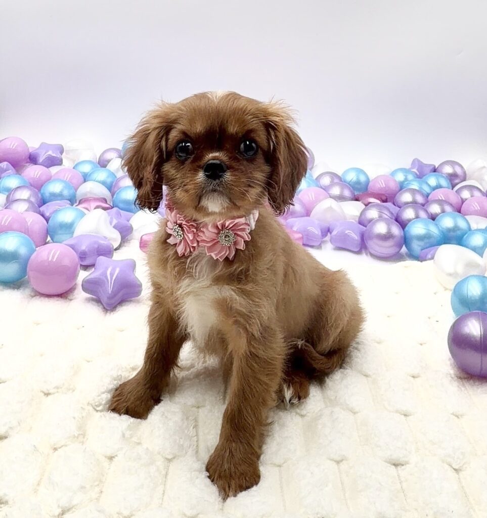 [#26256-03]  - Ruby F Cavalier King Charles Spaniel Puppies For Sale
