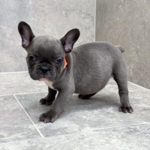 Petland Miami French Bulldog puppy available