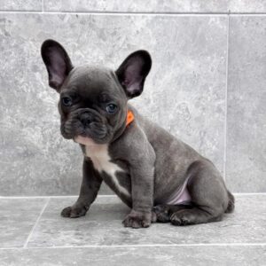 Petland Miami French Bulldog puppy available