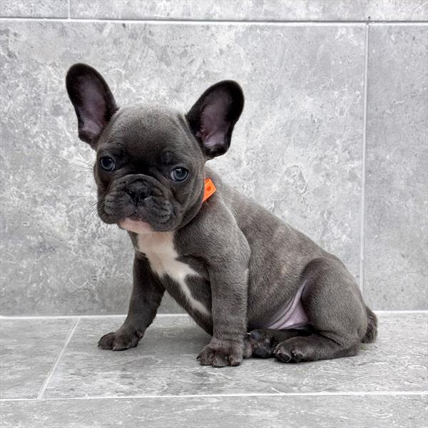 [#26167-03]  - Blue Brindle M French Bulldog Puppies For Sale
