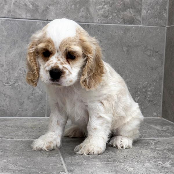 [#26170-02]  - Buff M Cocker Spaniel Puppies For Sale