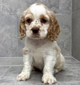 Petland Miami Cocker Spaniel puppy available
