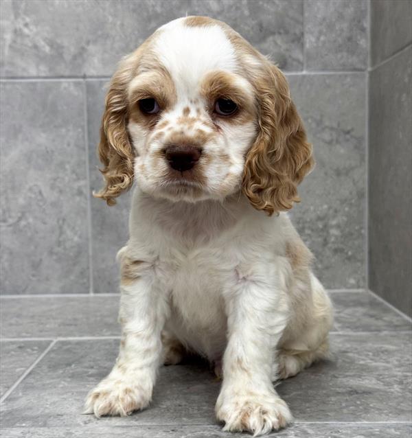 [#26175-02]  - Buff M Cocker Spaniel Puppies For Sale