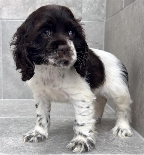 [#26175-07]  - Chocolate F Cocker Spaniel Puppies For Sale