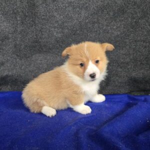 [#26604-02]  - Red / White F Pembroke Welsh Corgi Puppies For Sale
