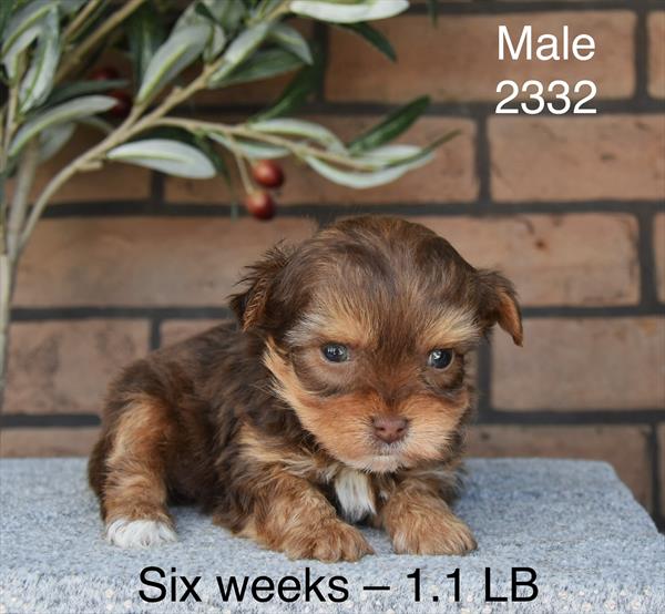[#26199-04]  - Brown / Tan M Poodle Mini/Yorkshire Terrier Puppies For Sale
