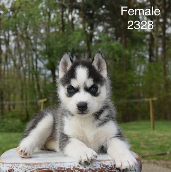 [#26210-03]  - Black / White F Siberian Husky Puppies For Sale