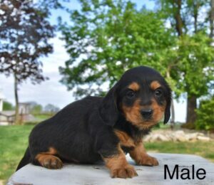 [#26212-02]  - Black / Tan M Dachshund Puppies For Sale