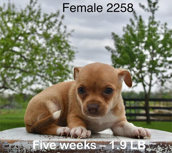 [#26217-06]  - Brown / White F Chihuahua Puppies For Sale