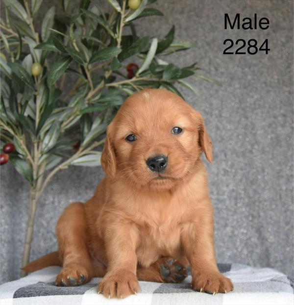 [#26220-01]  - Golden M Golden Retriever Puppies For Sale