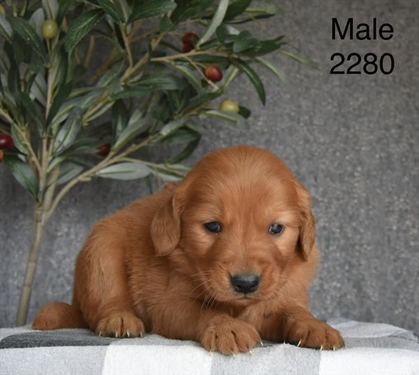 [#26220-02]  - Golden M Golden Retriever Puppies For Sale