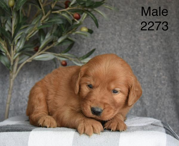 [#26220-03]  - Golden M Golden Retriever Puppies For Sale