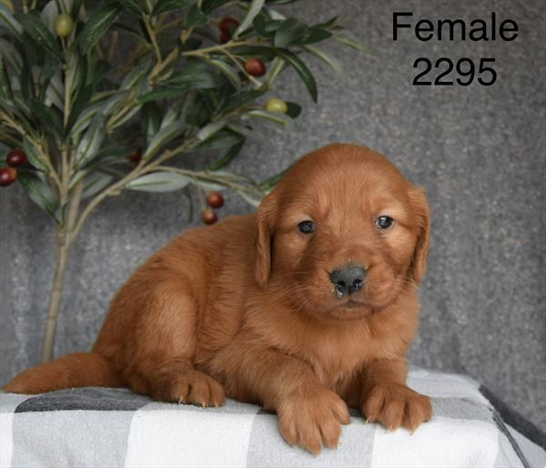 [#26220-08]  - Golden F Golden Retriever Puppies For Sale