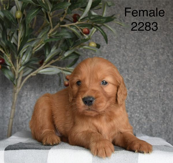 [#26220-09]  - Golden F Golden Retriever Puppies For Sale