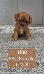 [#26224-04]  - Red F Cavalier King Charles Spaniel Puppies For Sale