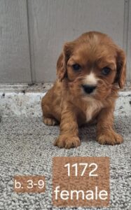 [#26225-06]  - Red / White F Cavalier King Charles Spaniel Puppies For Sale