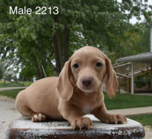 [#26240-03]  - Isabella M Dachshund Puppies For Sale