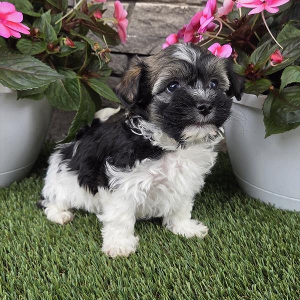 [#26251-01]  - Brindle / White F Havanese Puppies For Sale