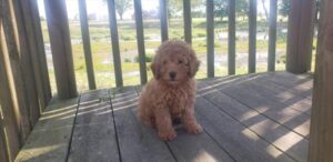 [#26233-02]  - Apricot M Poodle Mini Puppies For Sale