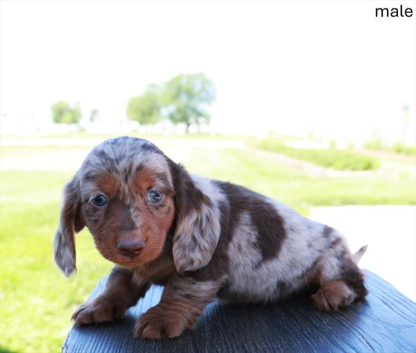 [#26244-01]  - Chocolate / Tan M Dachshund Puppies For Sale