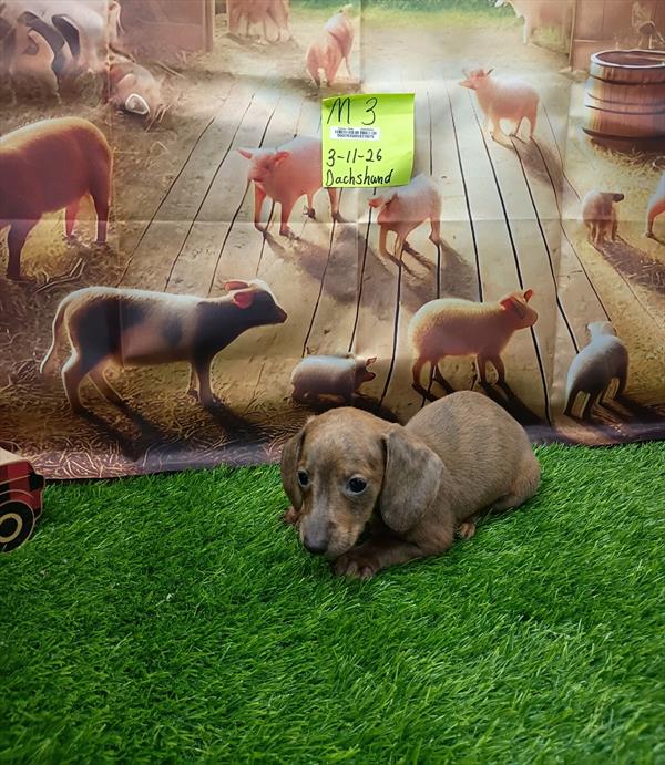 [#26251-03]  - Blue Fawn M Dachshund Puppies For Sale