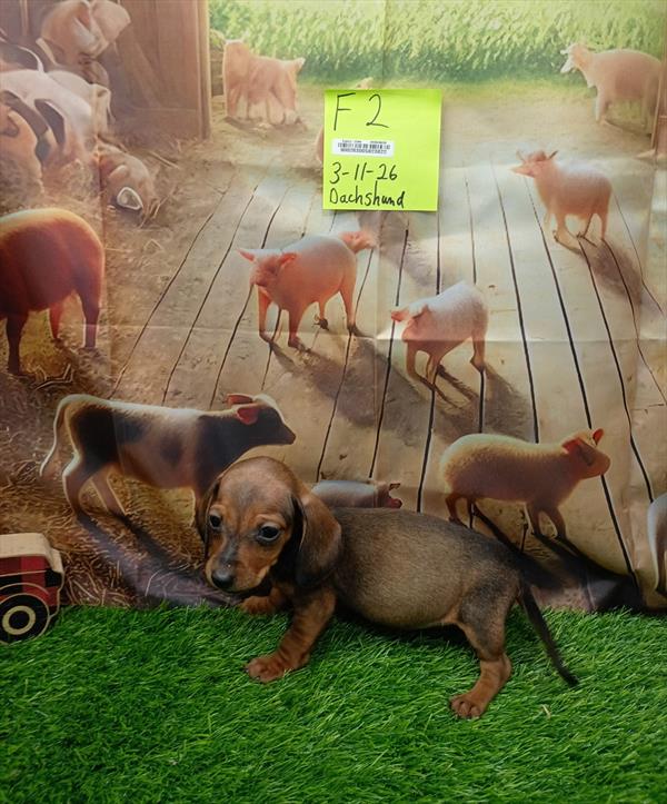 [#26251-05]  - Red Sable F Dachshund Puppies For Sale