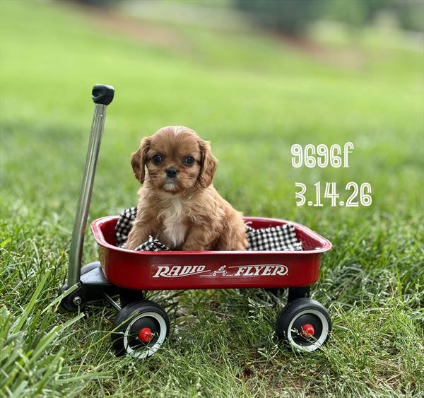 [#26256-03]  - Ruby F Cavalier King Charles Spaniel Puppies For Sale